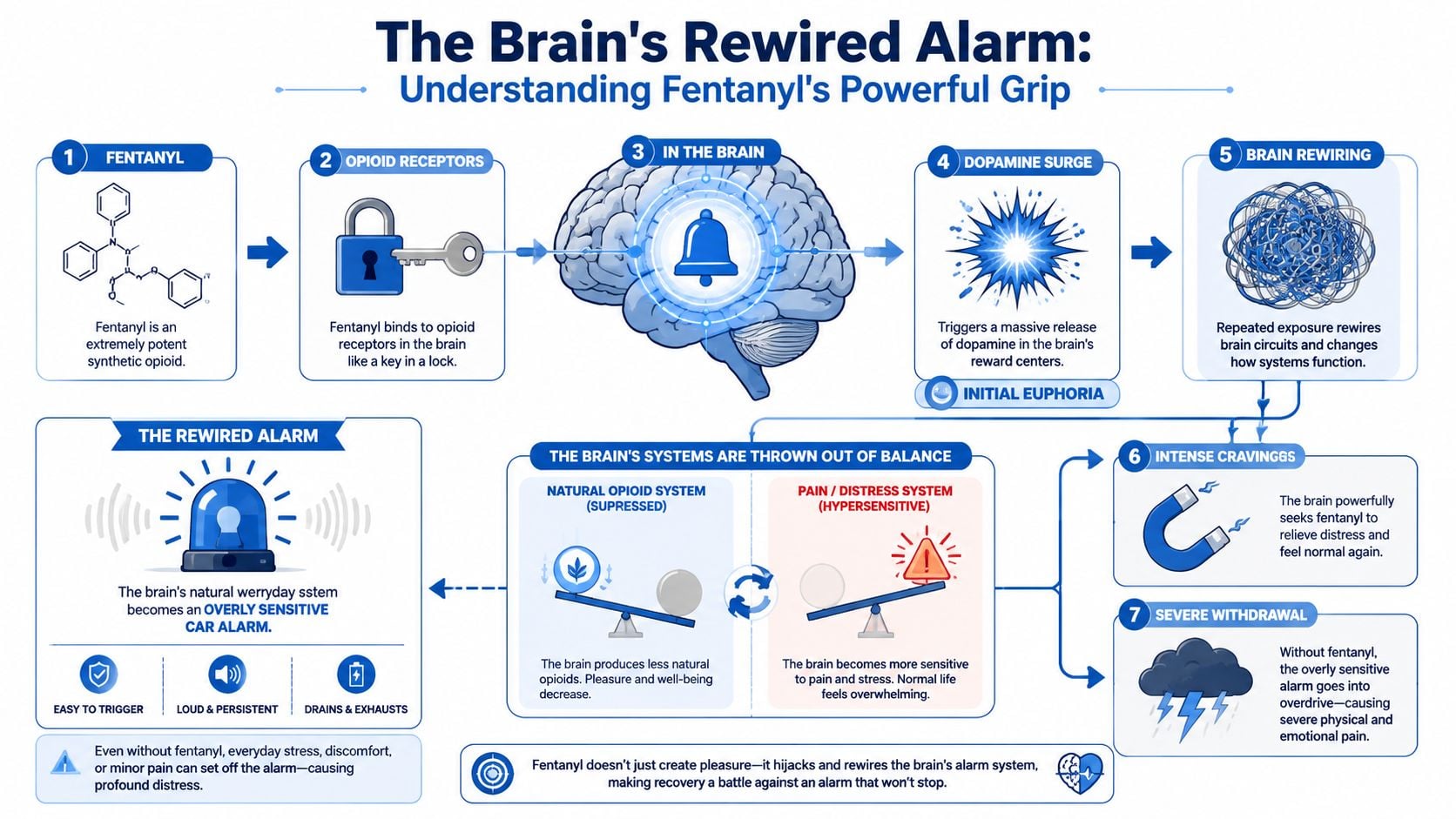 A diagram illustrating how fentanyl affects the brain, causing chemical rewiring, intense cravings, and severe withdrawal symptoms.