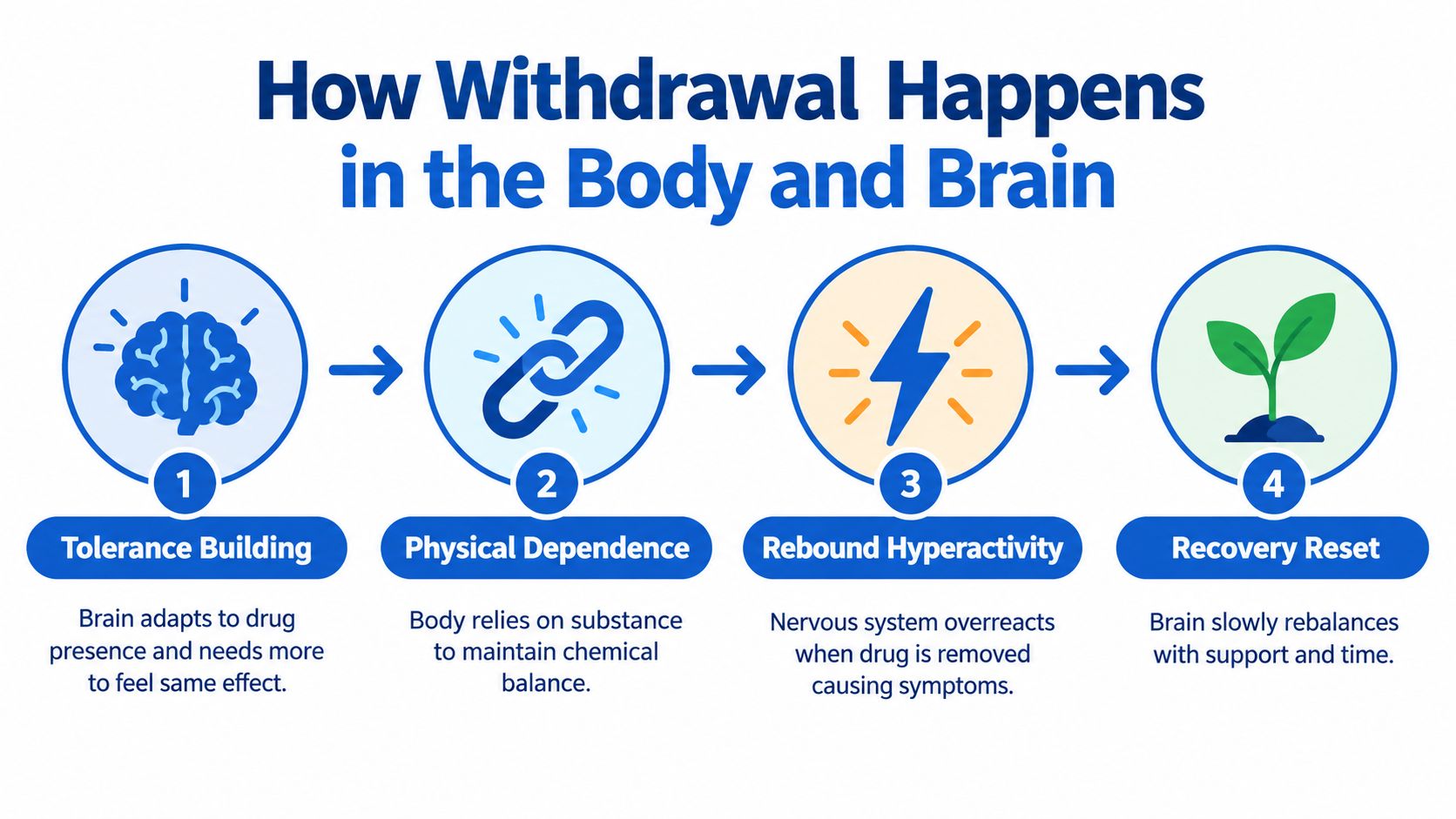 A four-step infographic illustrating how withdrawal happens in the body and brain, from tolerance to recovery.