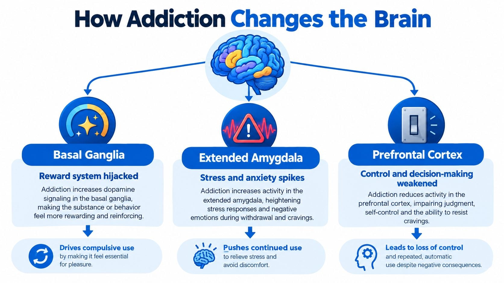 An infographic illustrating how addiction impacts the basal ganglia, extended amygdala, and prefrontal cortex of the brain.